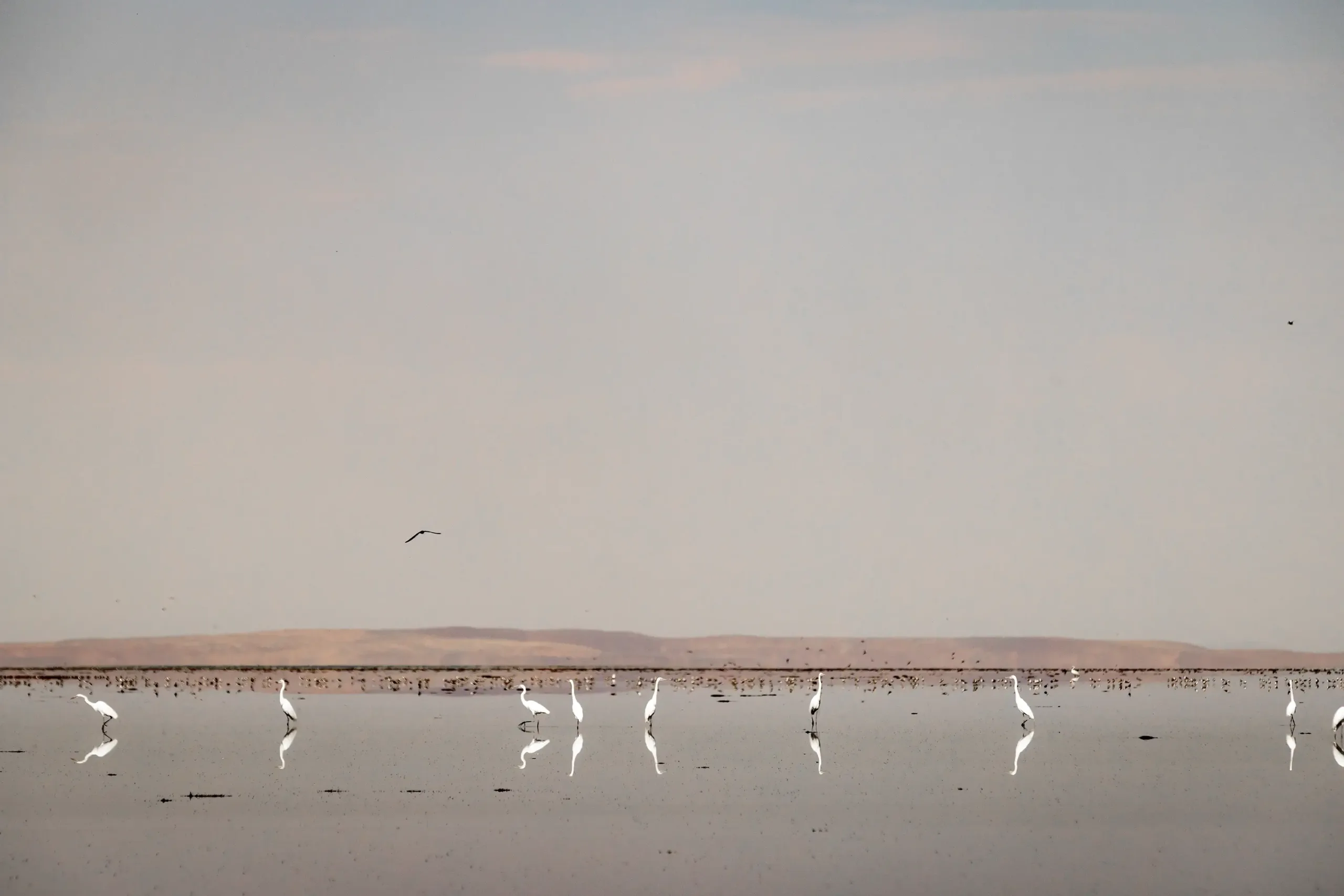 Birds in front of the Harney County skyline.