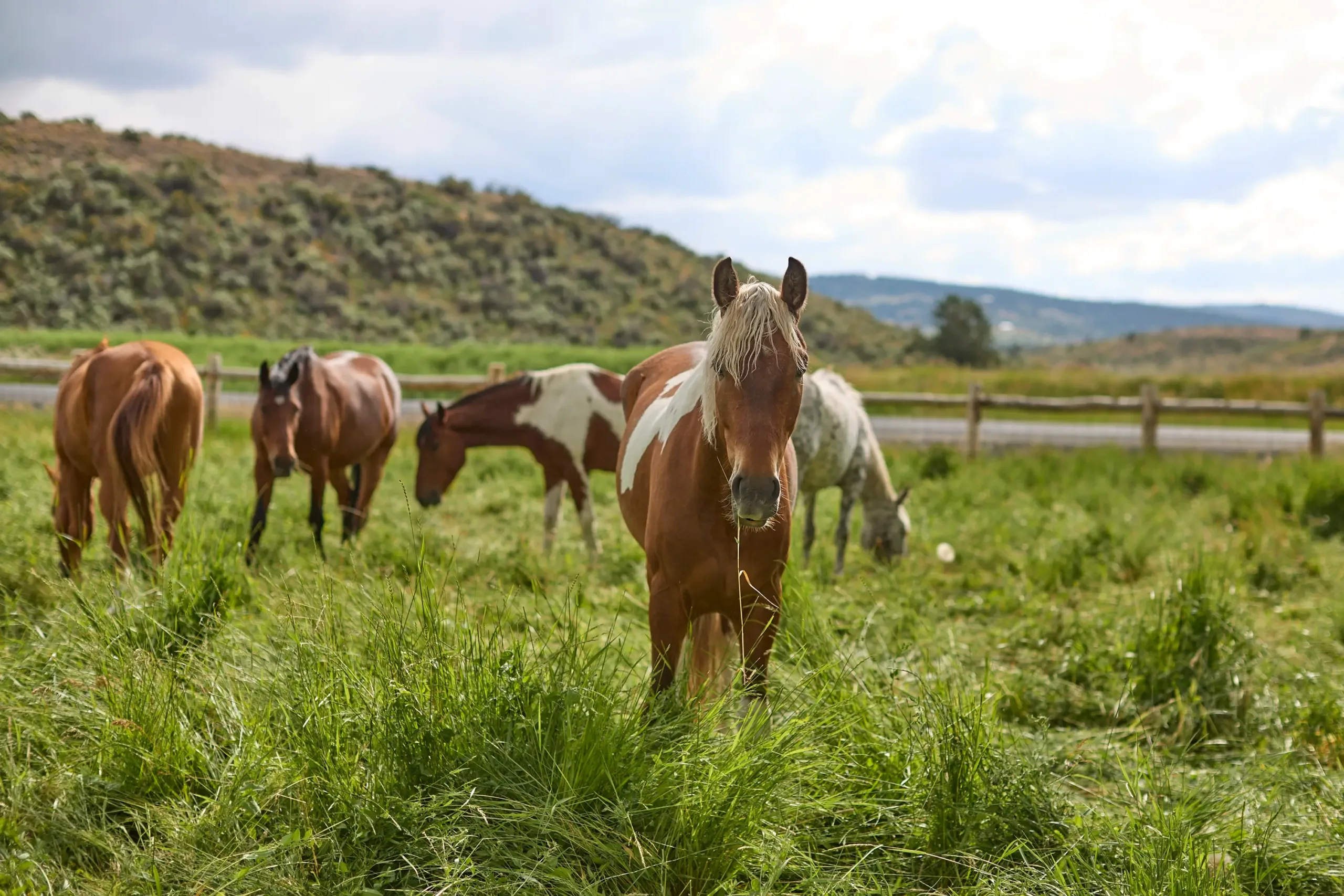 Wild by Nature - Harney County
