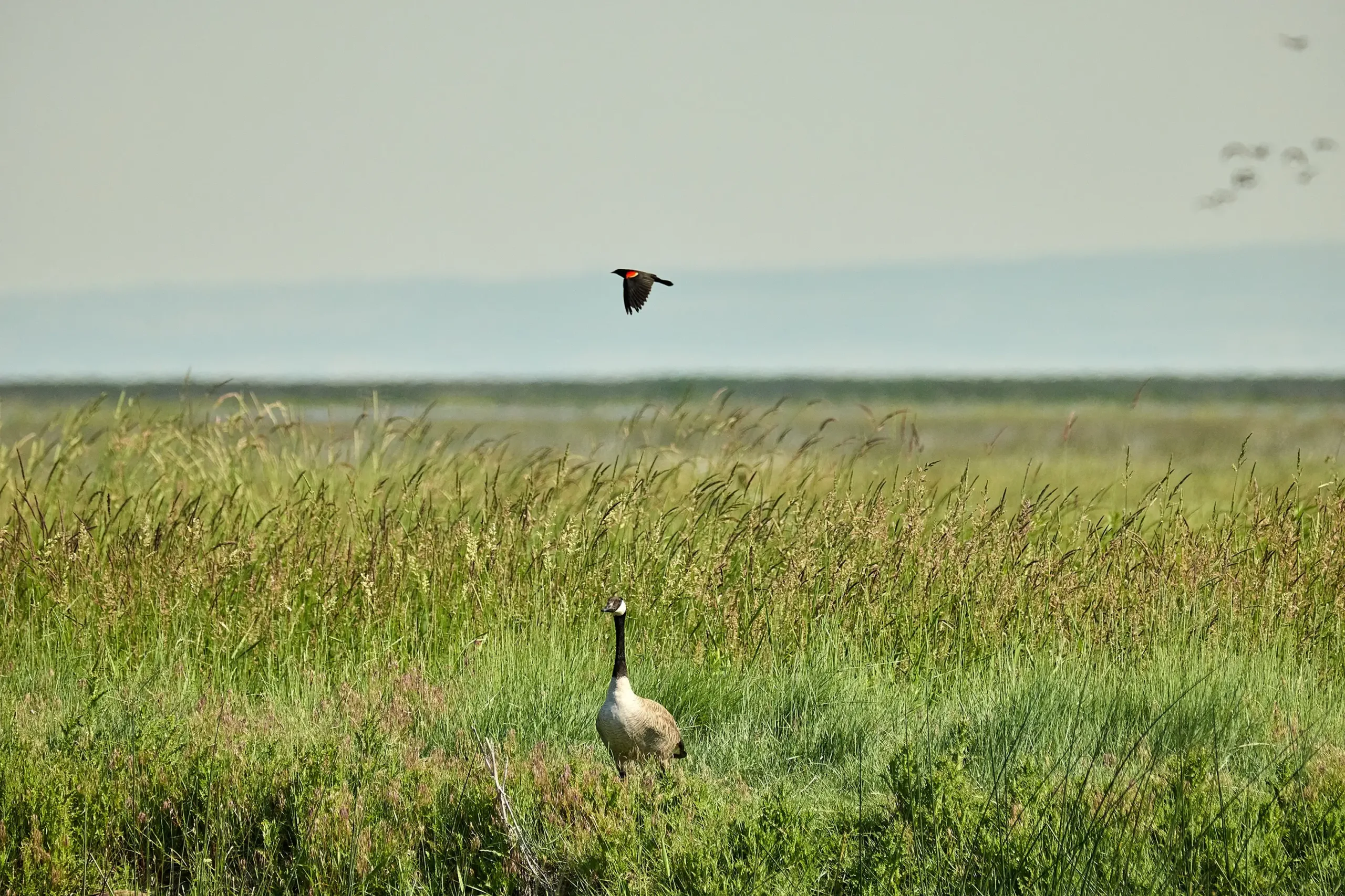 A bird and a goose in the Harney Basin.