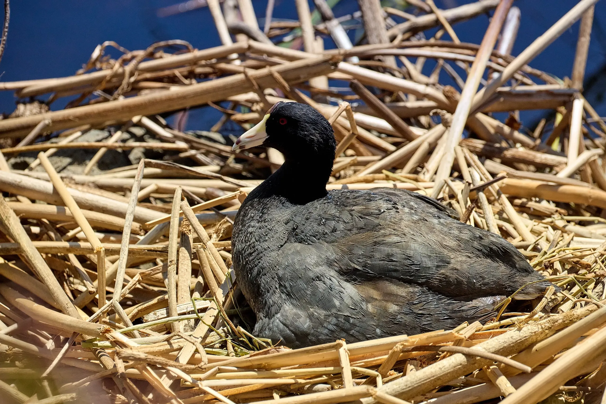 A bird nesting in the Harney Basin.