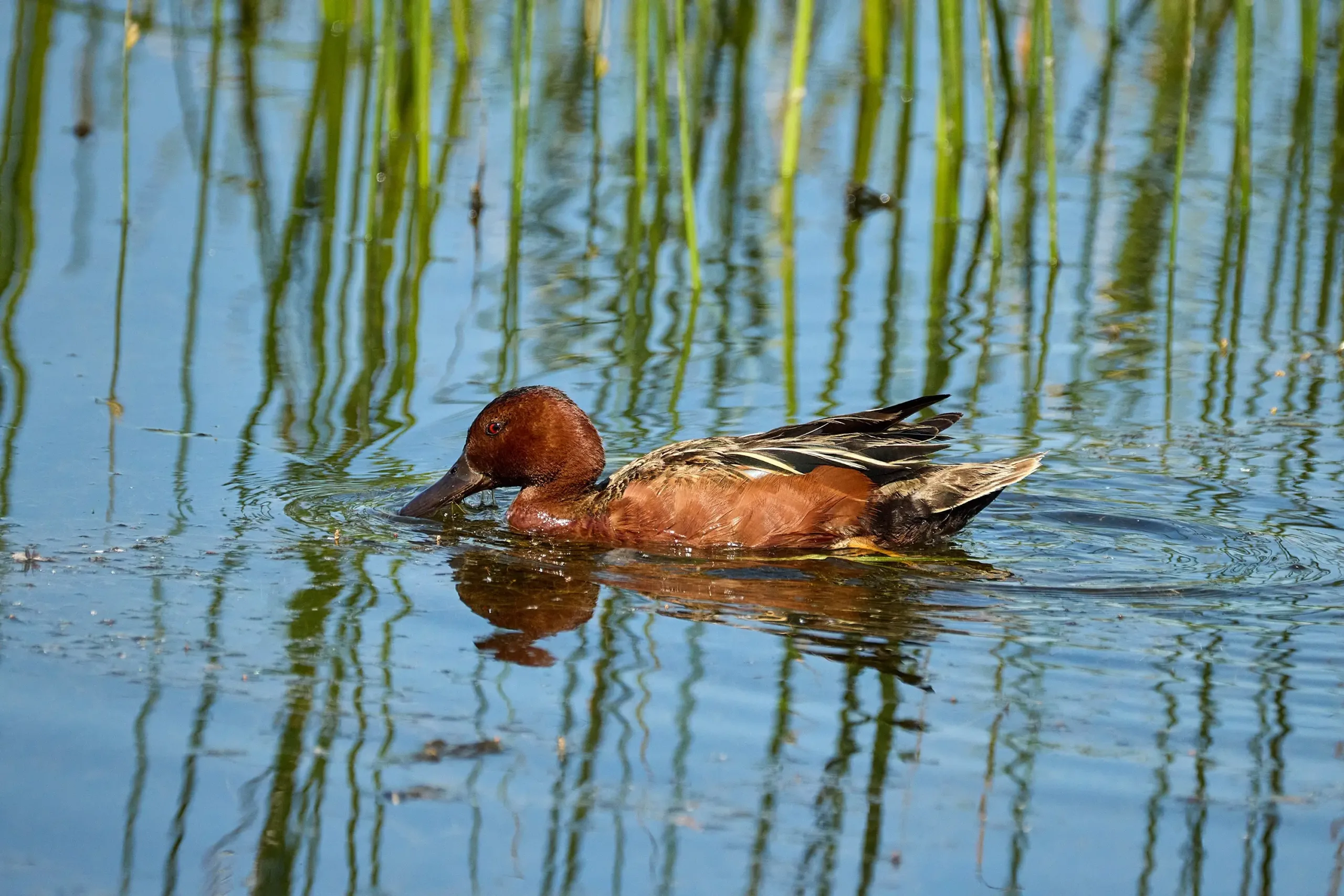 A duck drinking while swimming in the Harney Basin.