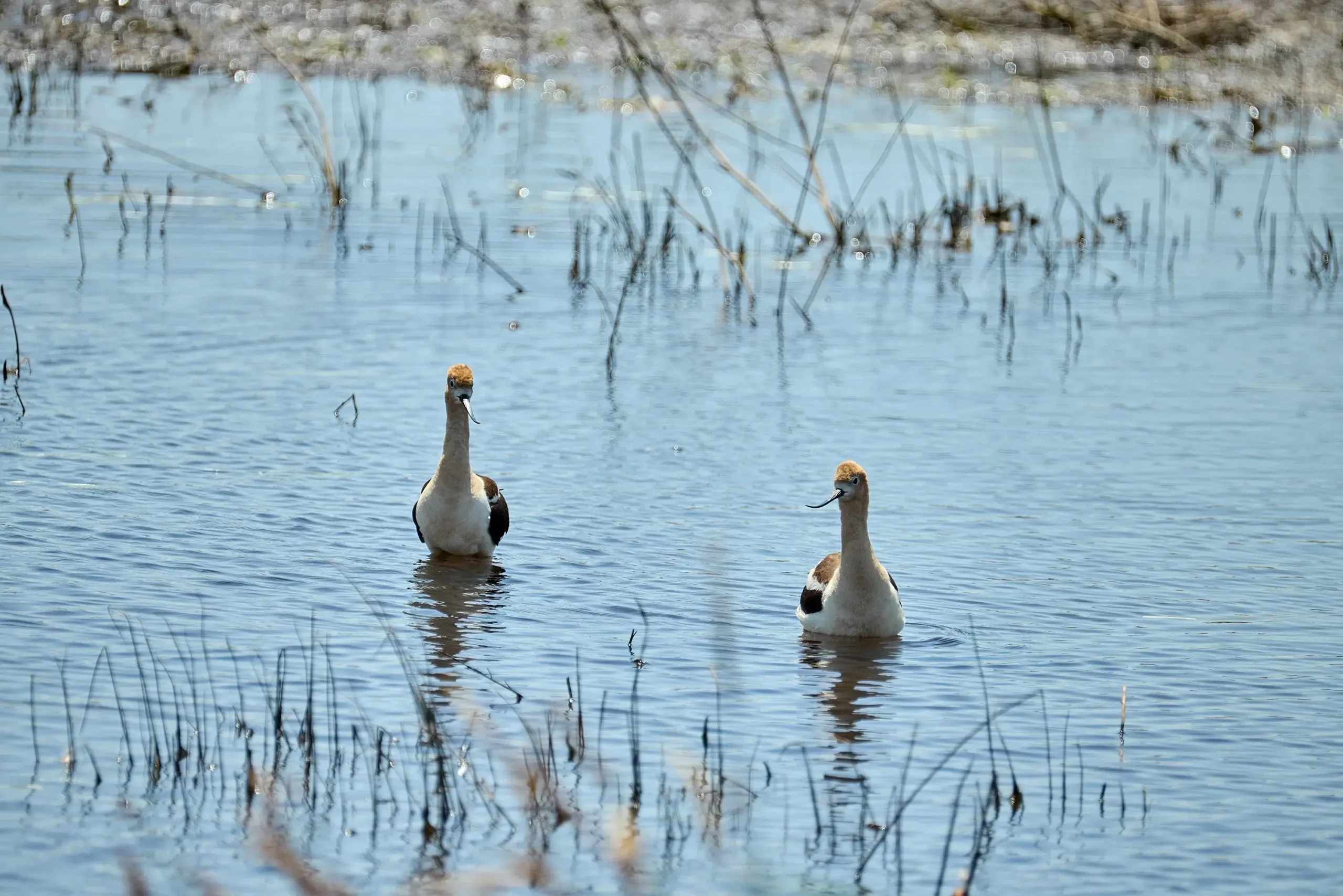 Two birds swimming in the Harney Basin.