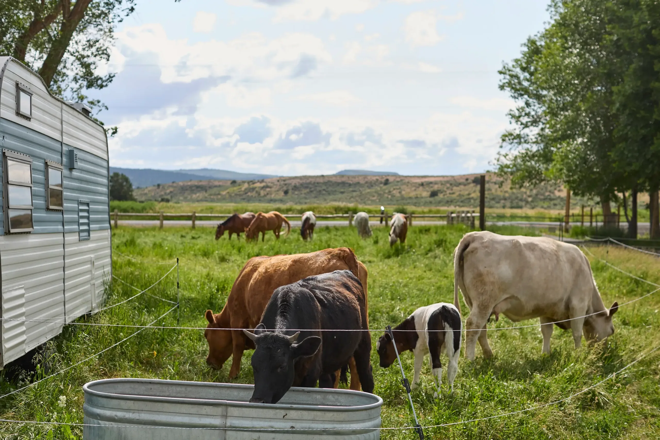 Cows feeding from a trough
