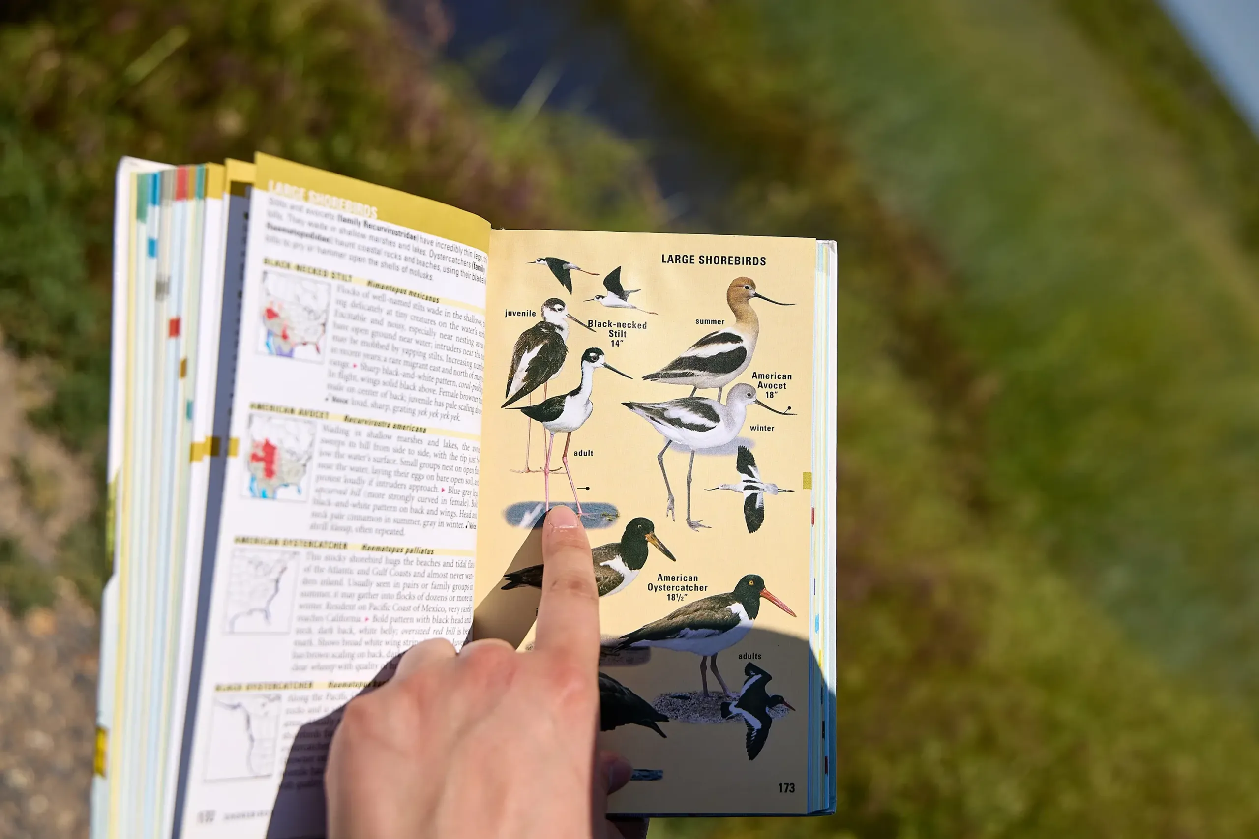 A finger pointing at a bird in a guide brochure