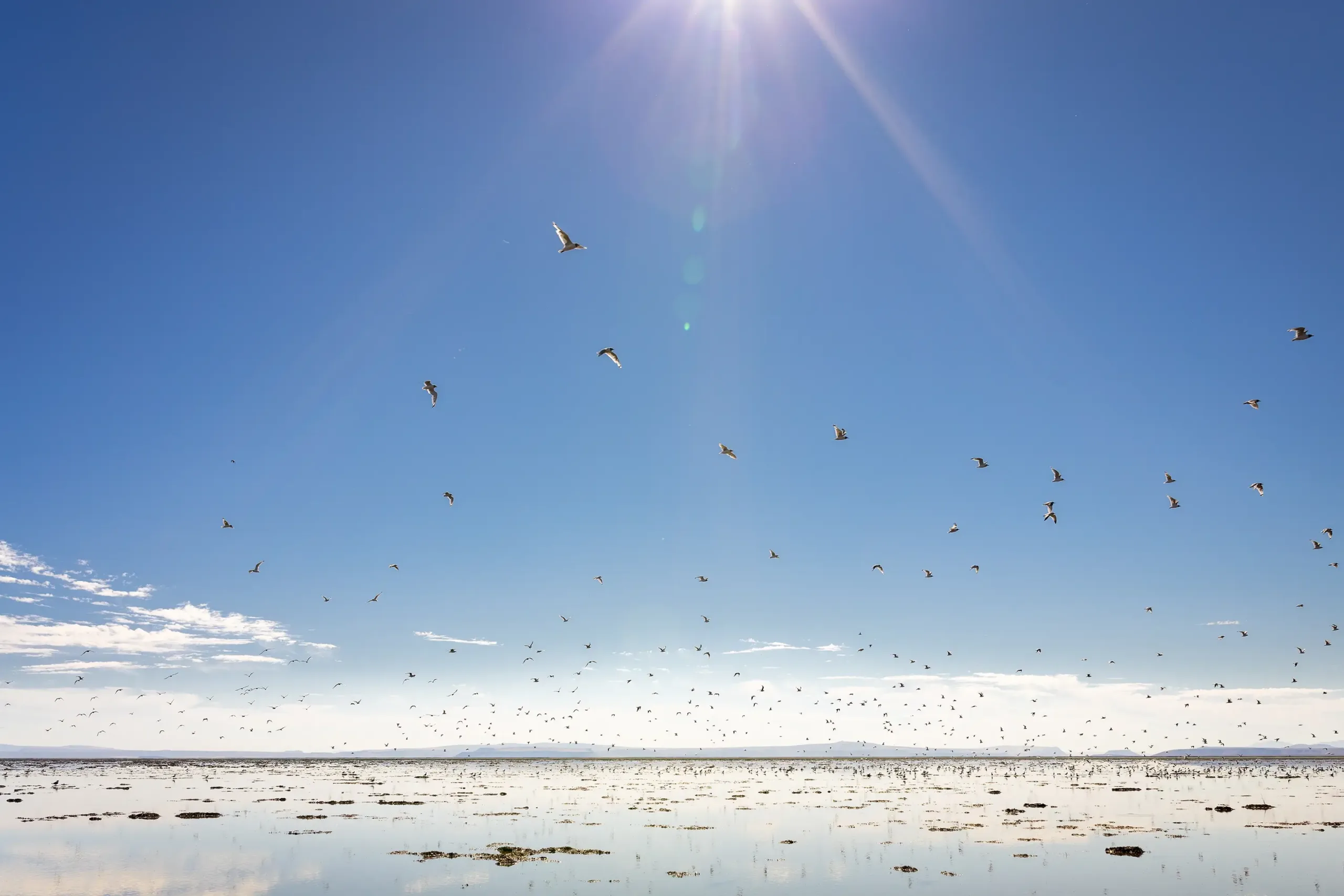 A flock of birds in the Harney desert